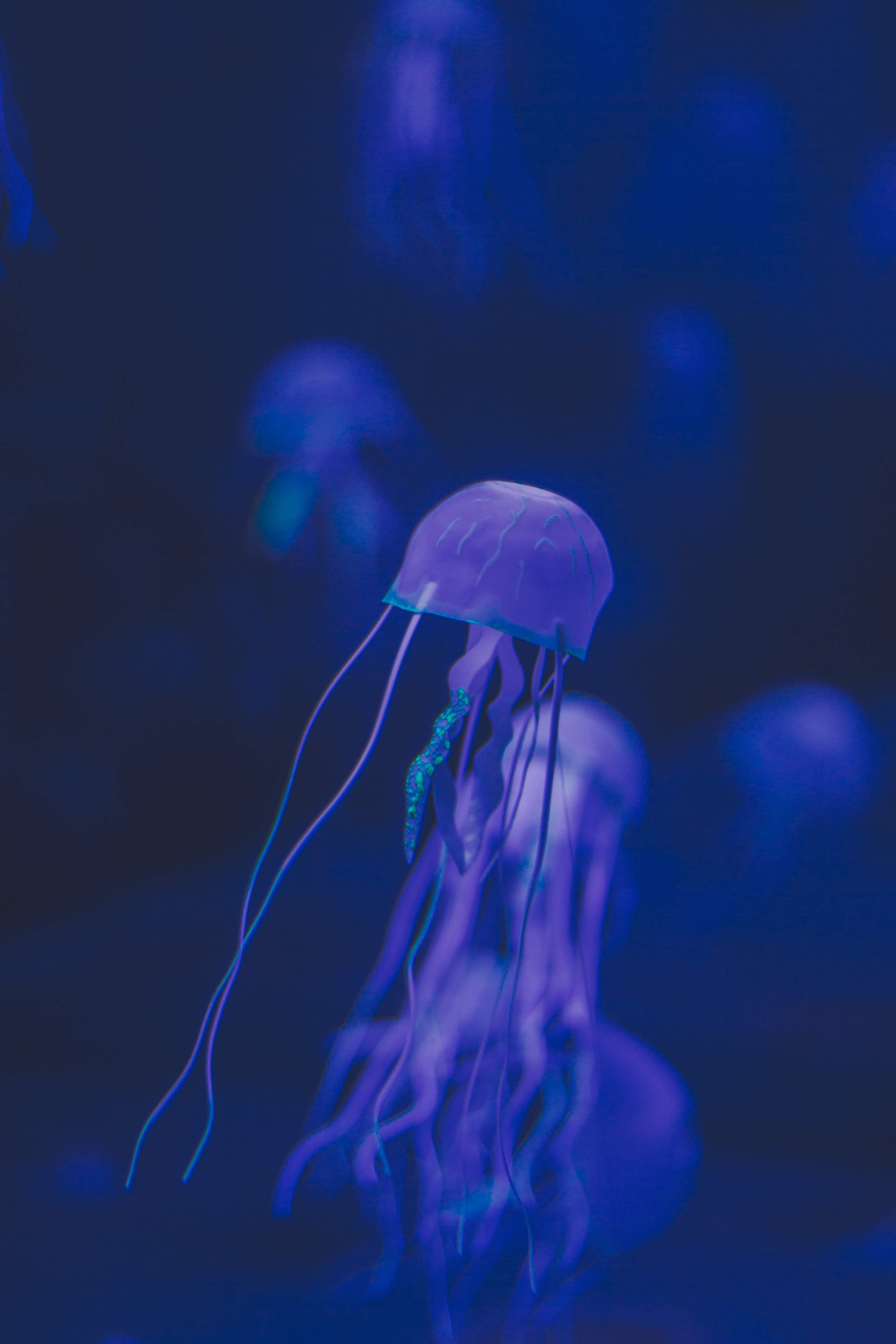 jellyfish
