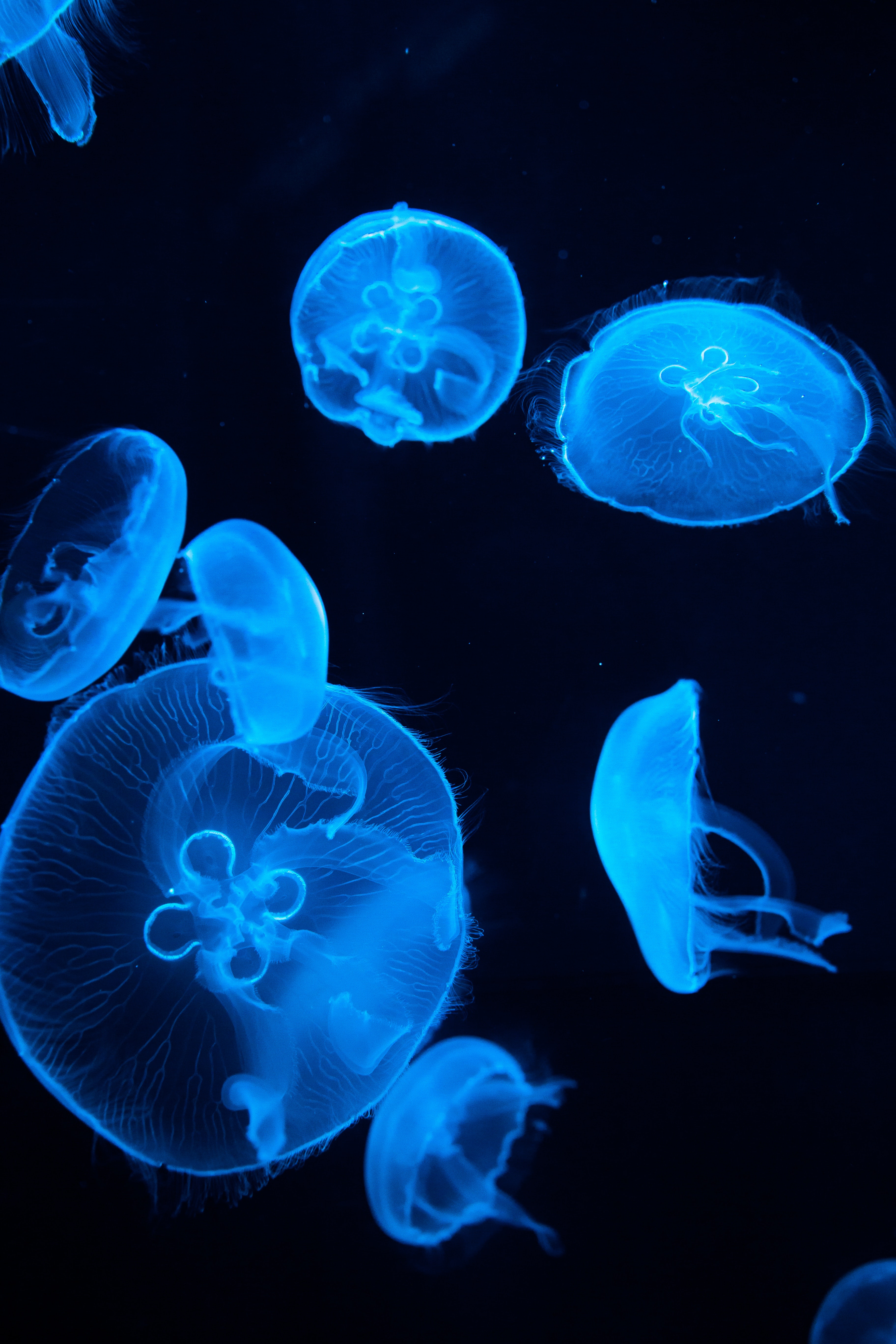 jellyfish
